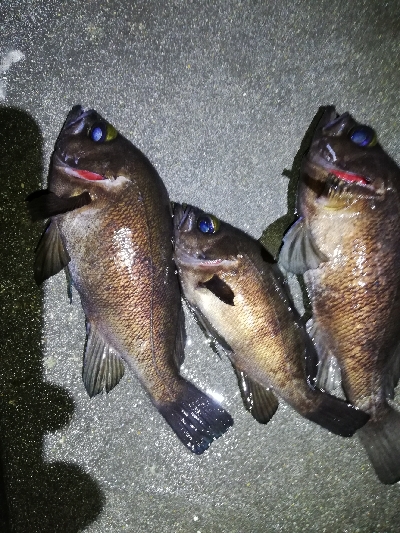 ライズ撃ち3連発