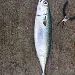 青物から根魚まで