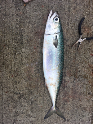 青物から根魚まで