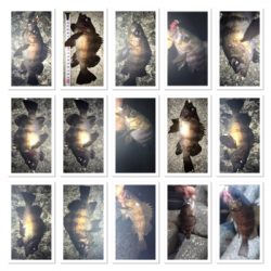 渋い！貝塚メバリング