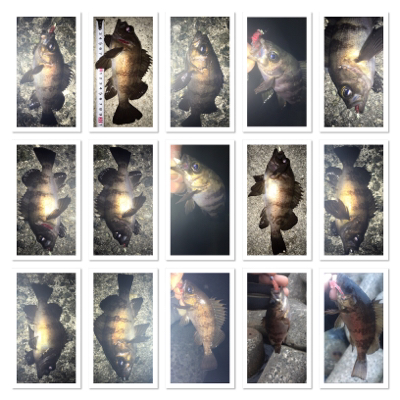 渋い！貝塚メバリング