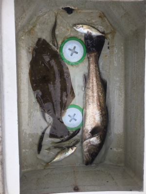 タイラバ 泳がせ