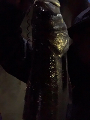 ミニカリで2日連続でシーバスゲットです