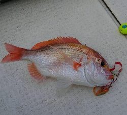 お祝いの真鯛採れたー