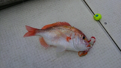 お祝いの真鯛採れたー