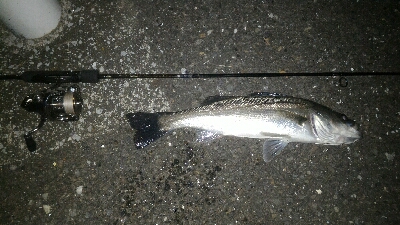 マイクロベイトパターン