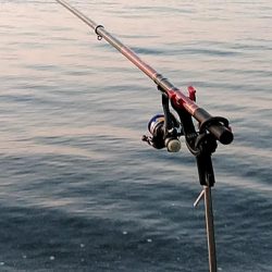 サーフで　大型アオリイカゲットできました!!