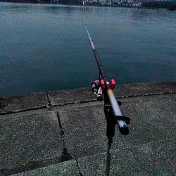 アオリイカ1杯確保です!!