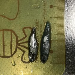 爆風・爆釣、、、？