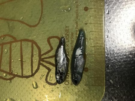 爆風・爆釣、、、？