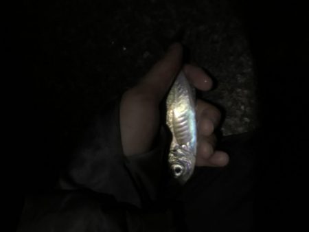 ちびっ子たくさん