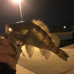 林崎漁港でメバリング