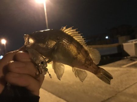 林崎漁港でメバリング