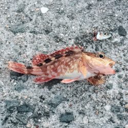 カレイ釣りに挑戦