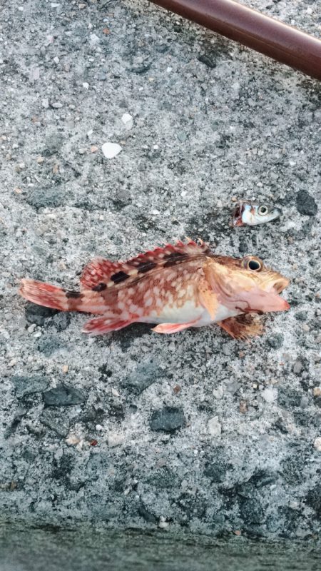 カレイ釣りに挑戦