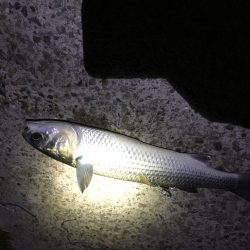 ナイトアジはいなかった。