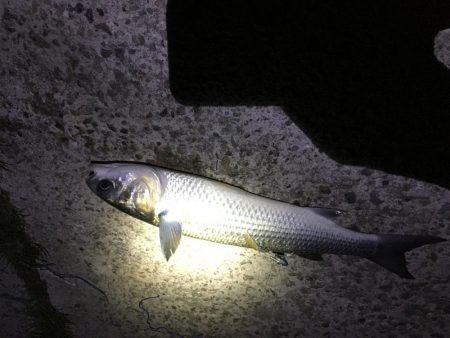 ナイトアジはいなかった。