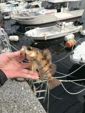 デイアジング…？