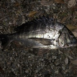 イチノ兄弟、釣果！