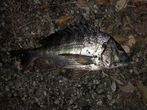 イチノ兄弟、釣果！