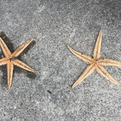 久しぶりの投稿です。