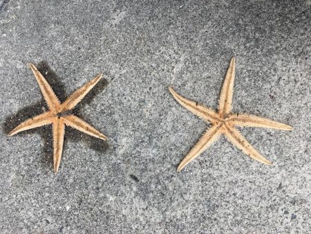 久しぶりの投稿です。