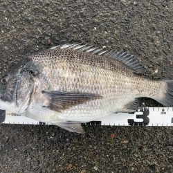 イチノ兄弟、釣果！