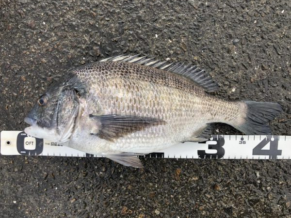 イチノ兄弟、釣果！