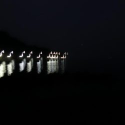 メバルは煮付けにて