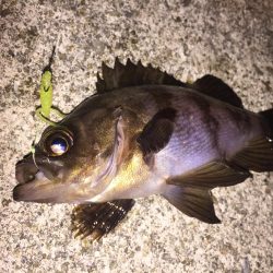 久々のメバル②