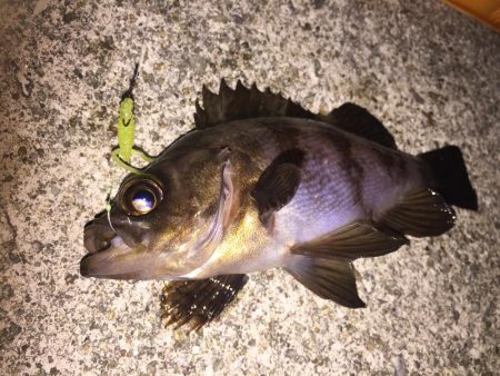 久々のメバル②