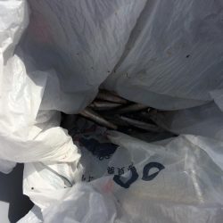 イワシのサビキ釣り