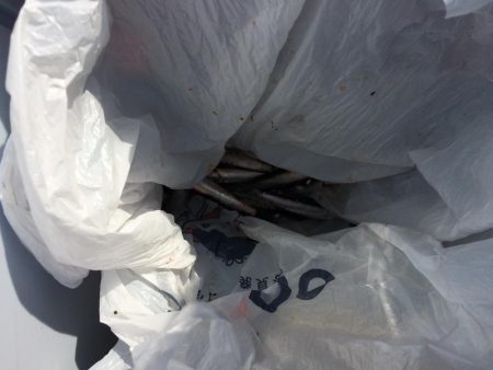 イワシのサビキ釣り