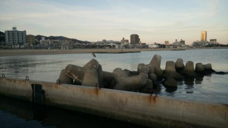 カサゴがちらほら