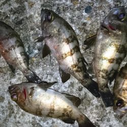 渋いながらもメバルプラッキング