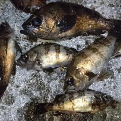 今夜のメバルはフォールに好反応！！