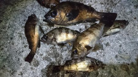 今夜のメバルはフォールに好反応！！