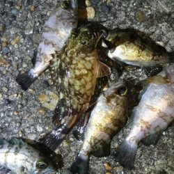 今夜は厳しい戦い！！