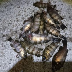 今夜は高活性！！