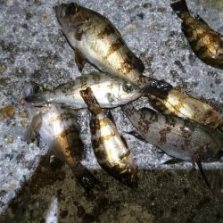 プラグ時々ジグ単