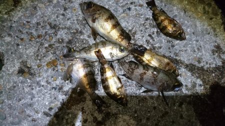 プラグ時々ジグ単