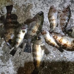 シャッドテール！！