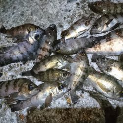 シャッドテールで春爆！！