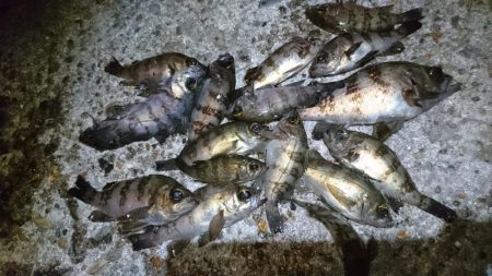 シャッドテールで春爆！！