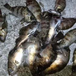 今夜も爆釣！！