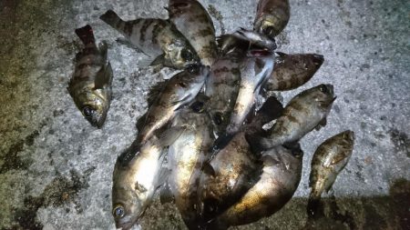 今夜も爆釣！！