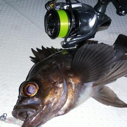 ボートシーバス&メバル