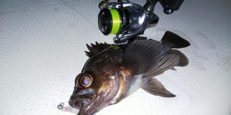 ボートシーバス&メバル