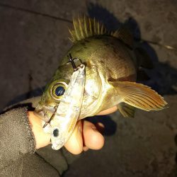 なかなか乗らない