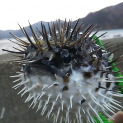 雨のディメバリング